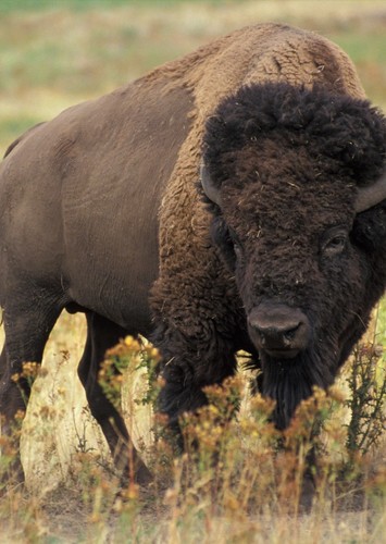 Bison