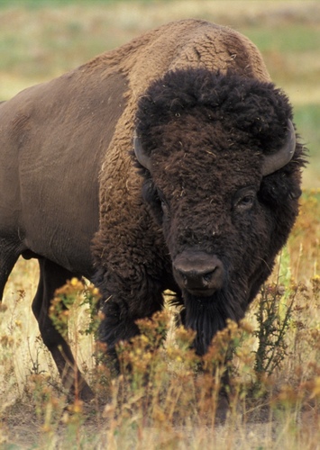 Bison