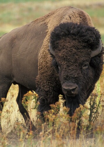 Bison