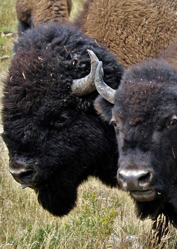 Bison