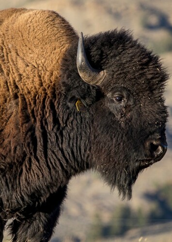 Bison