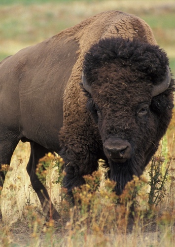 BisonPlayz