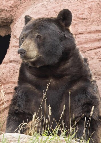 Black Bear