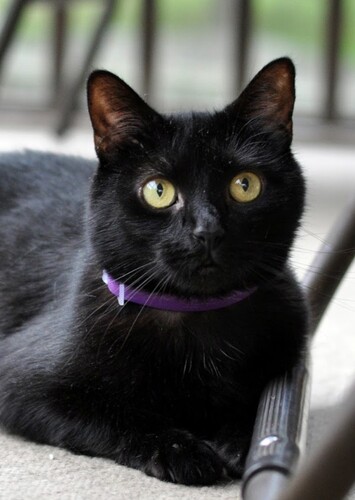 Black Cat