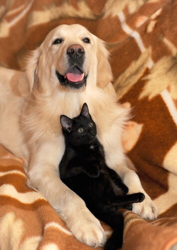 Black Cat + Golden Retriever couples