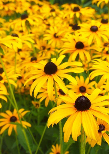 Black-Eyed Susan