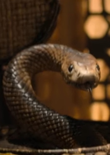 Black Mamba