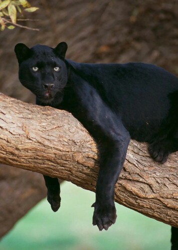 Black Panther
