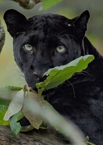 Black Panther