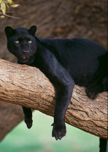 Black Panther