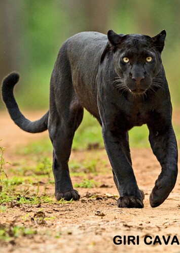 Black Panther (Animal)
