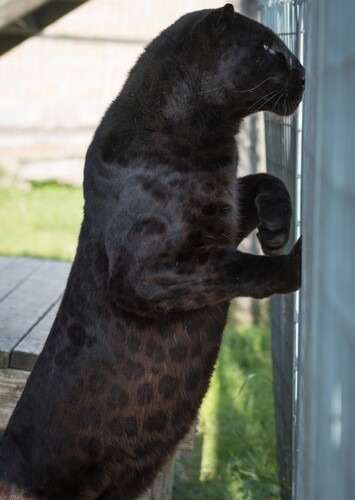 Black Panther (Animal)