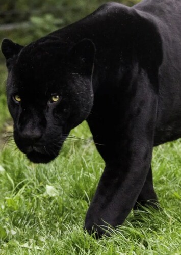 Black Panther (Animal)