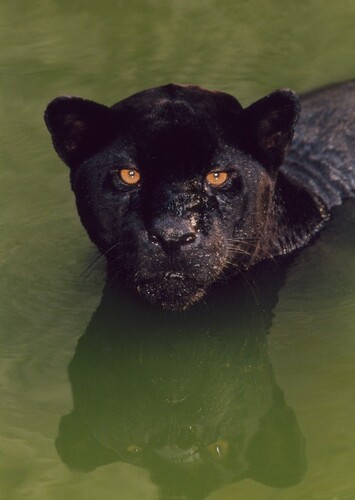Black Panther (Animal)
