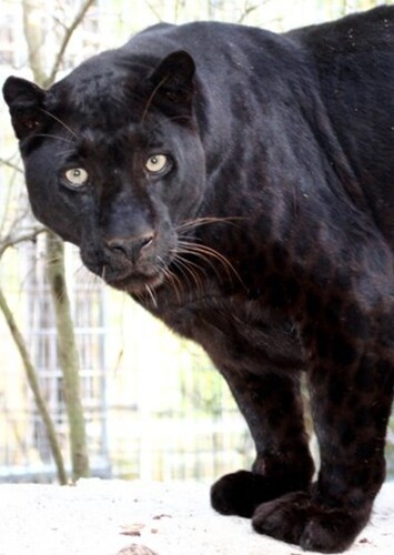 Black Panther (Animal)
