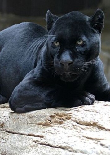 Black Panther (Animal)