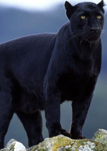 Black Panther (Animal)
