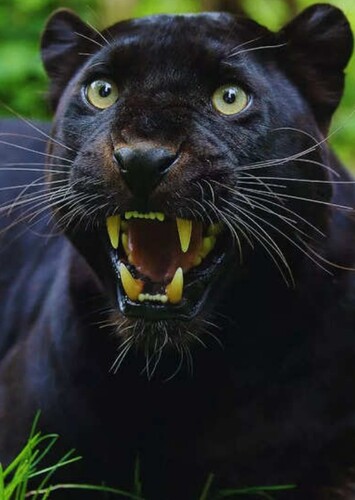 Black Panther (Animal)