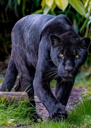 Black Panther (Animal)
