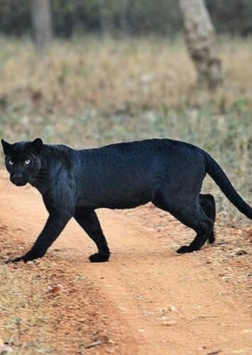 Black Panther (Animal)