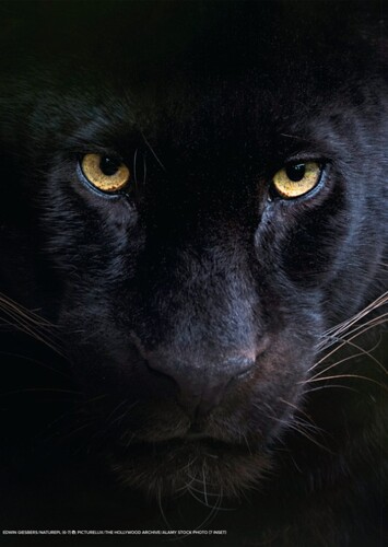Black Panther (Animal)