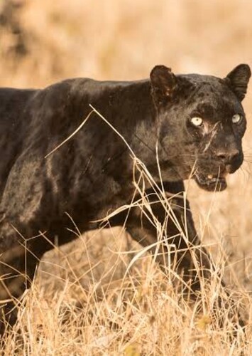 Black Panther (Animal)