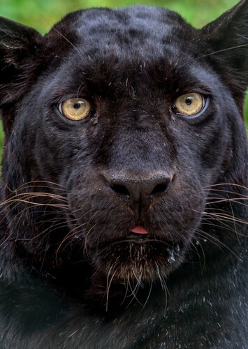 Black Panther (Animal)