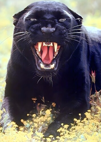 Black Panther (Animal)