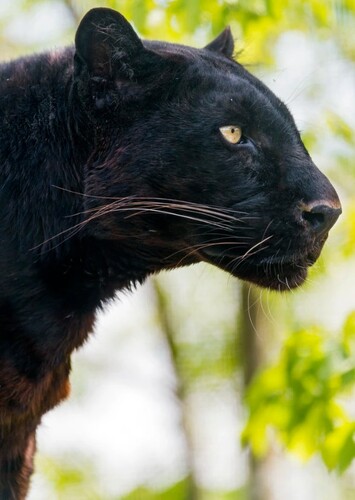 Black Panther (Animal)