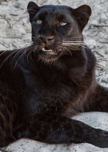Black Panther (Animal)