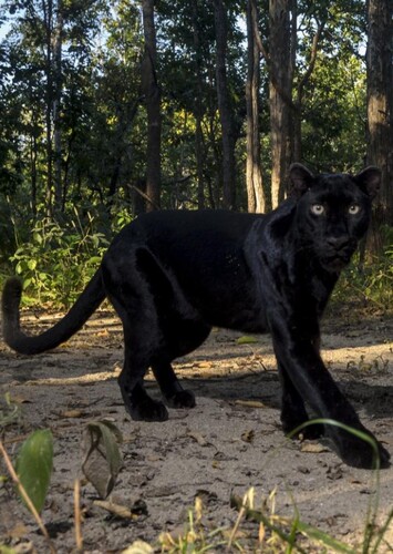 Black Panther (Animal)