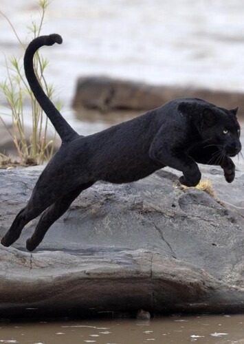 Black Panther (Animal)