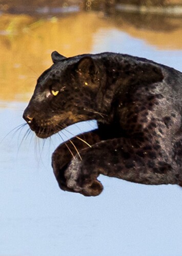 Black Panther (Animal)