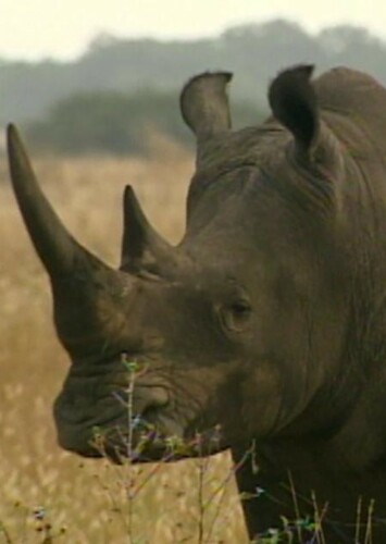 Black Rhino