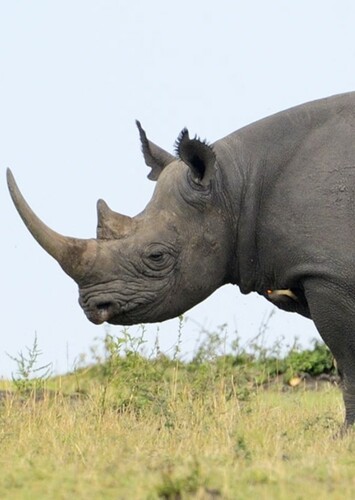 Black Rhino
