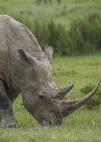 Black Rhino