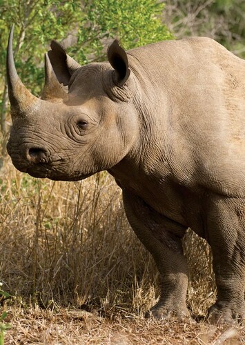 Black Rhino