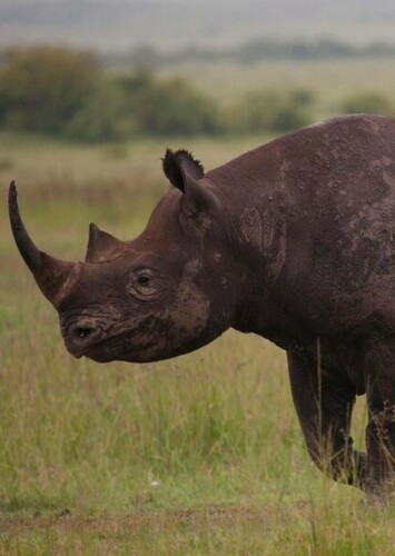 Black Rhino