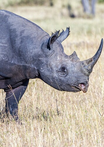 Black Rhino