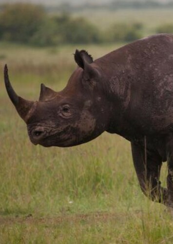Black Rhino