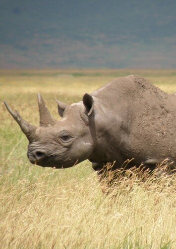 Black Rhino