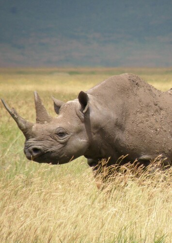Black Rhino