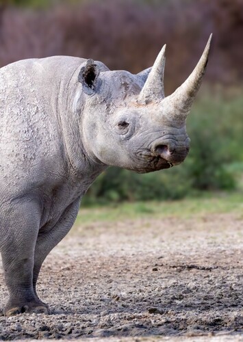 Black Rhino