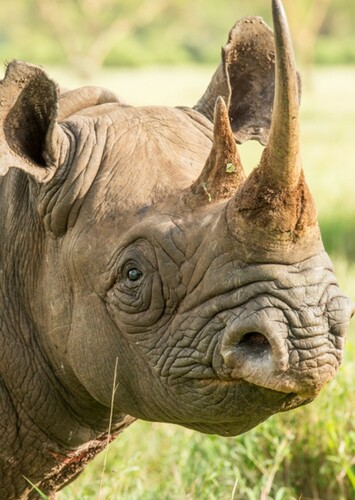 Black Rhino