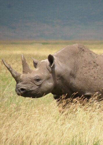 Black Rhino