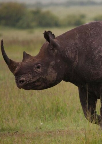 Black Rhino