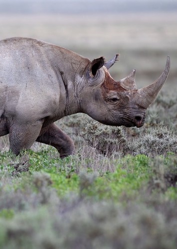 Black rhinoceros
