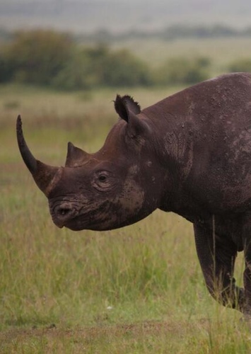Black Rhinoceros