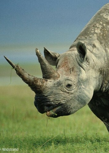 Black Rhinoceros