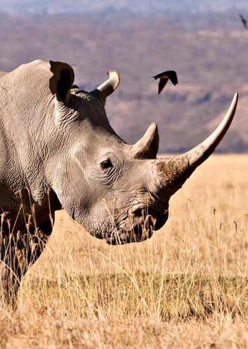 Rhinoceros